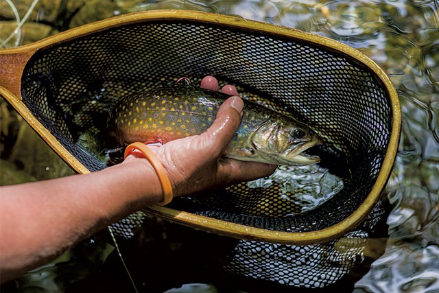A brook trout that Eisenberg caught on a recent trip - OLIVER PARINI