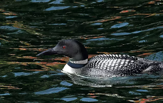 Loons on Lake Dunmore - JON OLENDER