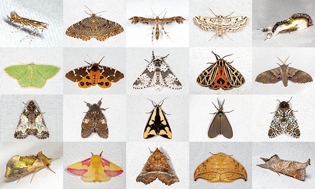 Moths - BRYAN PFEIFFER