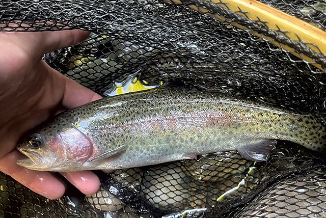 Eagle Lake rainbow trout - COURTESY OF THE VERMONT FISH &amp; WILDLIFE DEPARTMENT