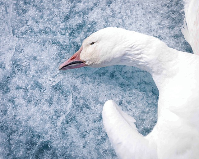 "Snow Goose" by Acacia Johnson - COURTESY