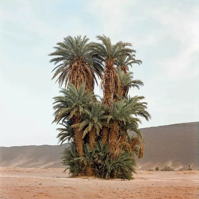 "Cluster of Palm Trees" by M'hammed Kilito - COURTESY