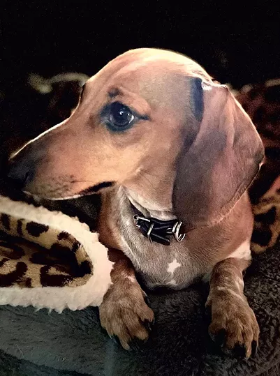 The Moultons' dog, Milo - COURTESY