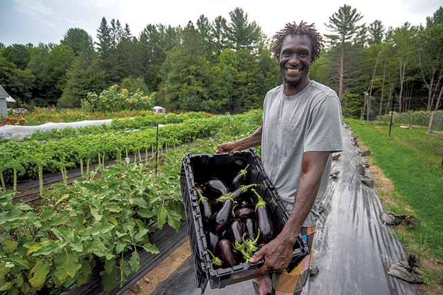 Abdoulaye Niane harvesting eggplant at Khelcom Farm - JEB WALLACE-BRODUER