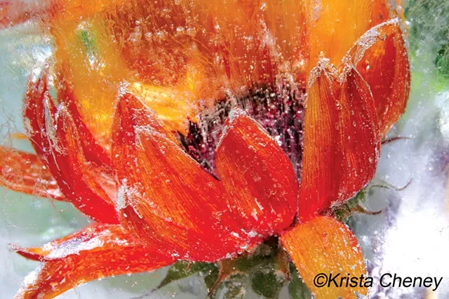 Krista Cheney, "Sunflower in Ice II"
