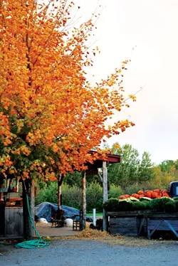 Shelburne Orchards - CHARLOTTE SCOTT