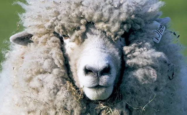 Sheep - © JIRI CASTKA | DREAMSTIME