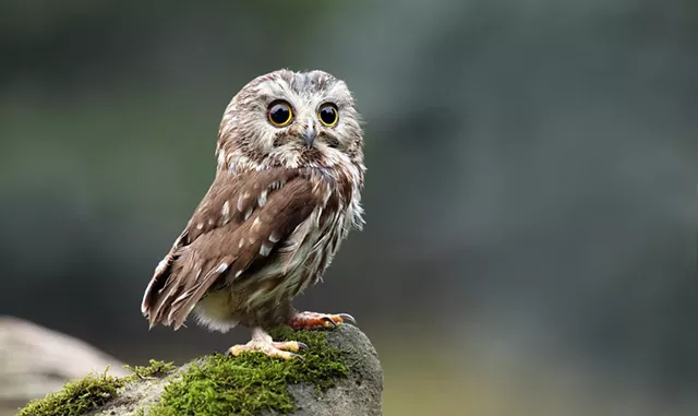 Public Owl Banding - © MEGAN LORENZ | DREAMSTIME
