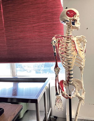 A plastic skeleton in the UVM anatomy lab - CHELSEA EDGAR ©️ SEVEN DAYS