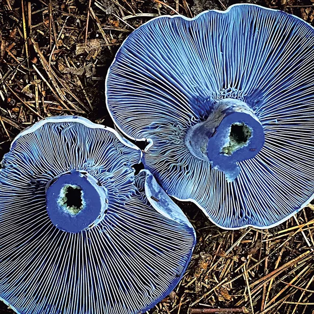 Indigo milk cap - COURTESY OF MEG MADDEN