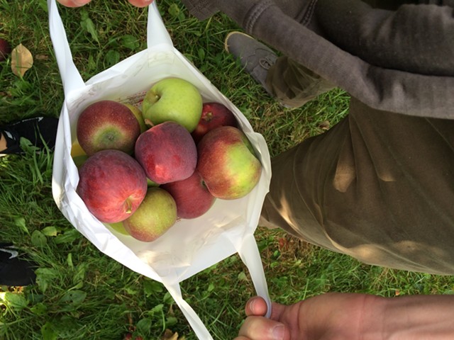 A half-peck of apples at Happy Valley Orchard - JULIA CLANCY