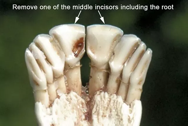 Instructions on extracting a deer's tooth - COURTESY OF VERMONT FISH & WILDLIFE DEPARTMENT