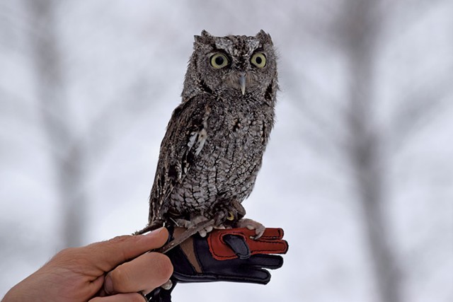 A screech owl at the Vermont Institute of Natural Science - COURTESY