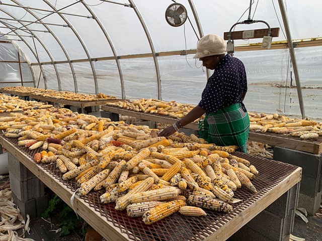 Janine Ndagijimana with her African corn harvest in Colchester - MELISSA PASANEN