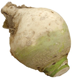 Gilfeather turnip - COURTESY