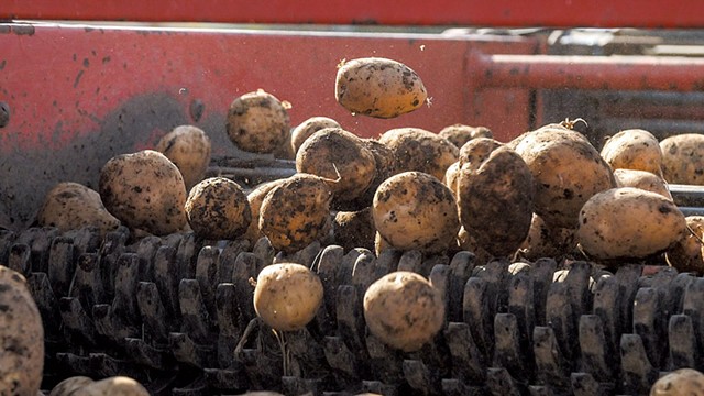 Harvesting Sparrow Arc Farm potatoes for the Just Cut program - COURTESY OF ELIZABETH ROSSANO