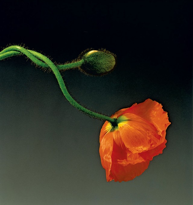 "Poppy," 1988