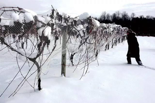 Ice wine vines at Lincoln Peak Vineyard - COURTESY OF SARA GRANSTROM/LINCOLN PEAK VINEYARD