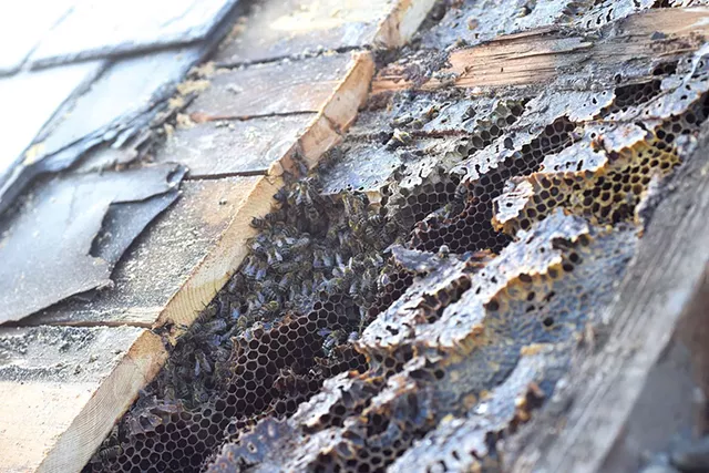 The hive - ETHAN WEST