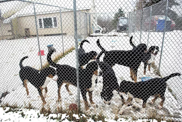Greater Swiss Mountain Dogs - PHOTOS: KATHLEEN PORTER