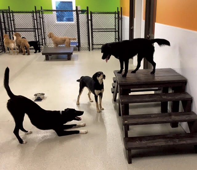 Dogs playing at Happy Tails Pet Resort and Spa - COURTESY OF HAPPY TAILS PET RESORT AND SPA