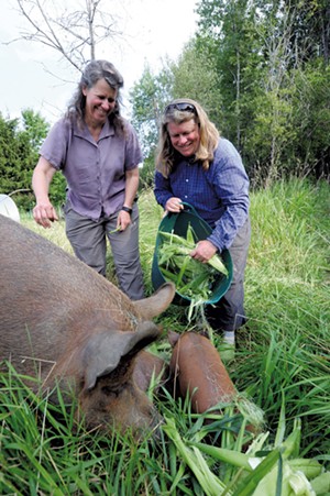 Laura Olsen (left) and Mari Omland feeding Amelia Bedelia, a 600-pound sow, at their Green Mountain Girls Farm - JEB WALLACE-BRODEUR