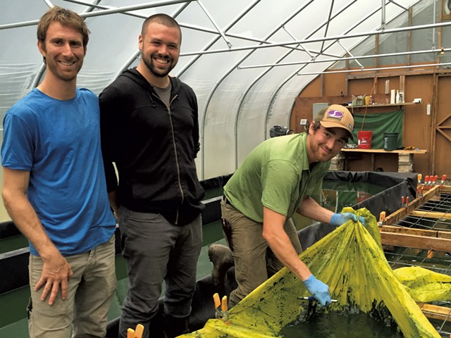Left to right: Greg Soll, Christopher Miller and Aaron DellaCroce of Northern Spirulina - SALLY POLLAK