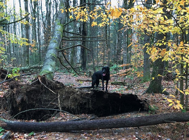 A dog walking in storm-damaged Indian Brook Park in Essex - COURTESY: LAURA ABBENE