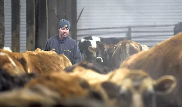 Vermont's Last Dairy Farmer-Lawmaker Is Selling His Cows
