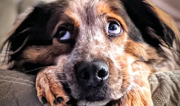 The Animal Issue Is a Collaborative Free-Fur-All