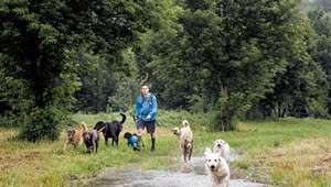 Dog Camps Offer Training and Off-Leash Adventures to Eager Pups