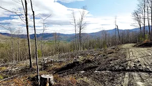 Climate Crisis Spawns a Push to Ban Logging in the Green Mountain National Forest