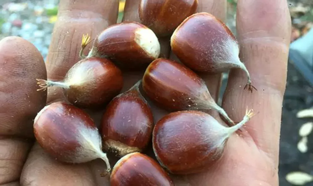 Chestnuts from Perfect Circle Farm in Barre - COURTESY OF PERFECT CIRCLE FARM