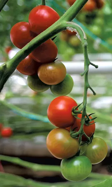 Long Wind Farm tomatoes - SARAH PRIESTAP