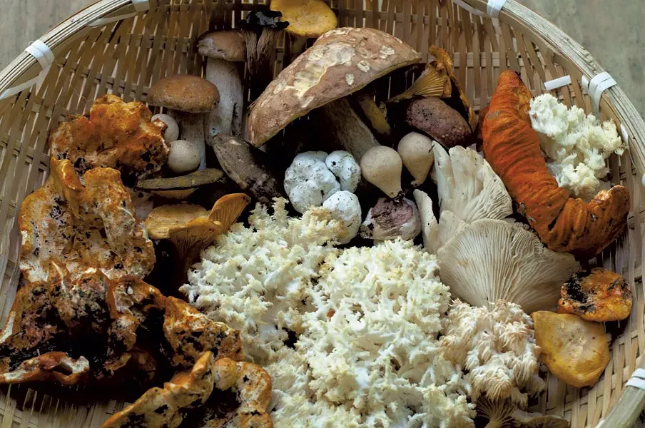Wild mushrooms - FILE: HANNAH PALMER EGAN