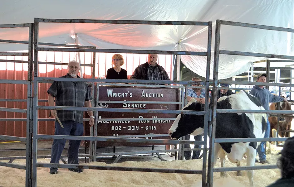 Ron Wright auctioning off cows - PAUL HEINTZ