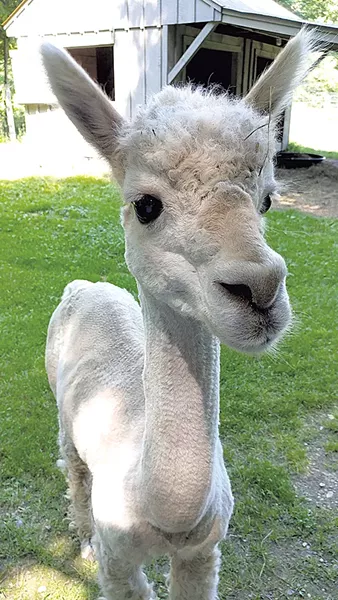 Alpaca - JORDAN ADAMS