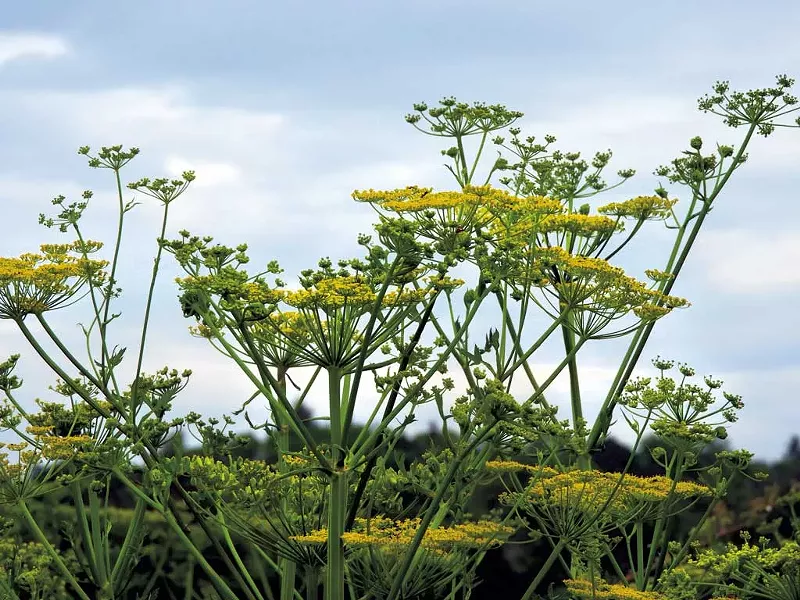 Wild parsnip - DREAMSTIME