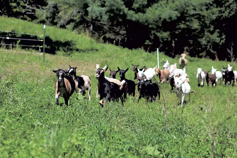 Goats at Sweet Doe Dairy - SARAH PRIESTAP