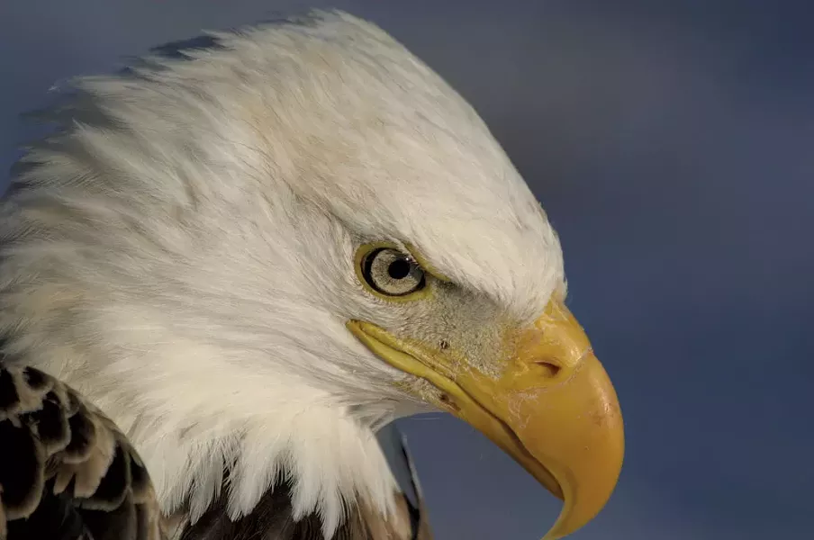 Bald eagle - COURTESY OF TOM ROGERS