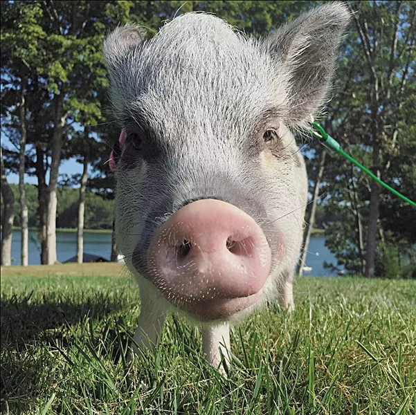 @OINK_ITSOLIVE