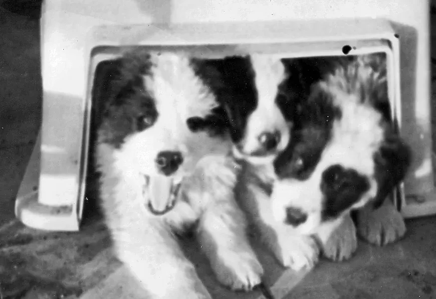 The puppies - COURTESY OF MARK DE PIERRO