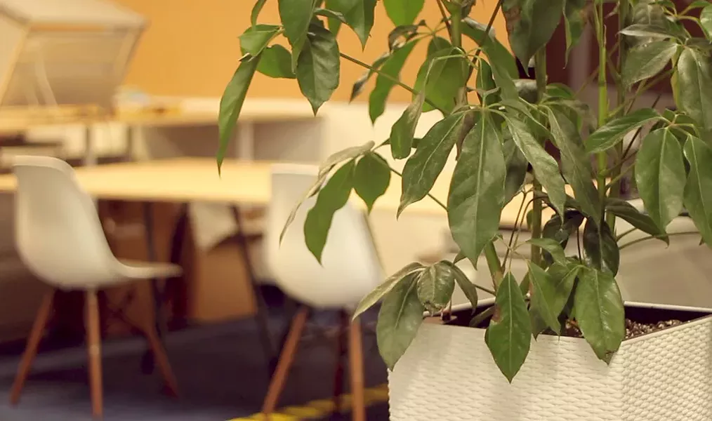 A ficus plant at the Vermont Teddy Bear offices - DAVID LITTLEFIELD