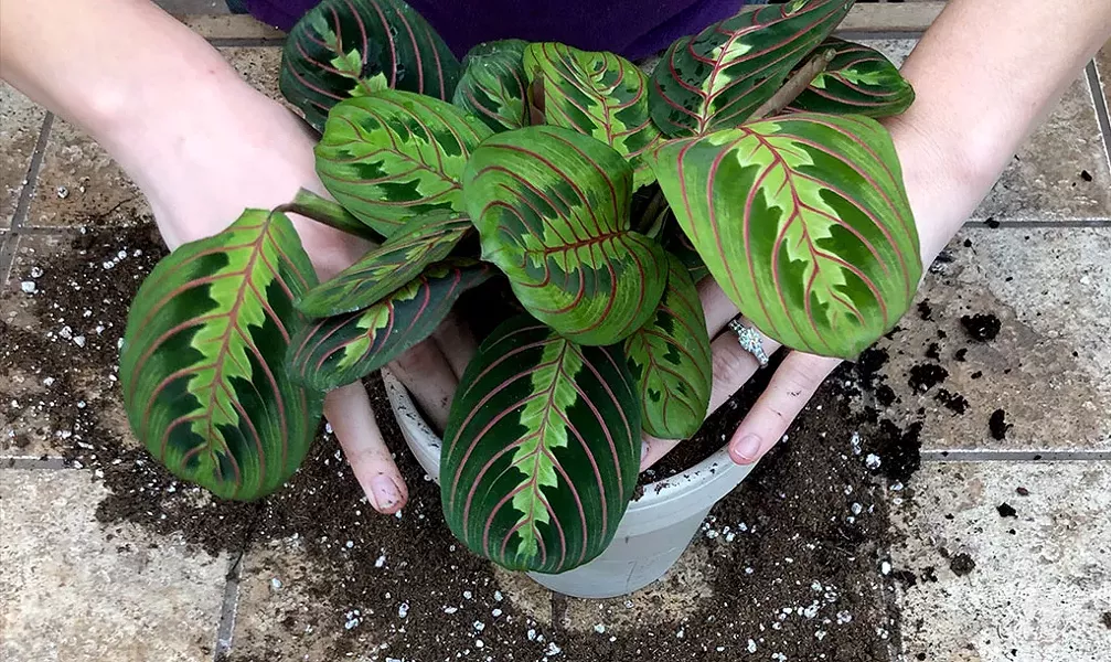 Potting a Calathea plant at Gardener's Supply - JAMES BUCK