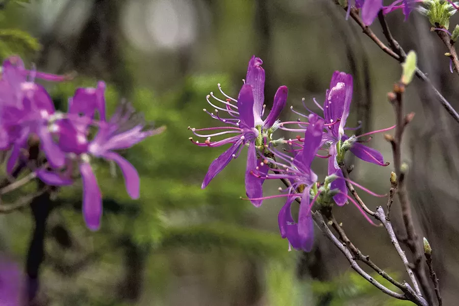 Rhodora - COURTESY OF NANCY PIETTE