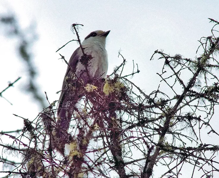 Gray jay - COURTESY OF NANCY PIETTE