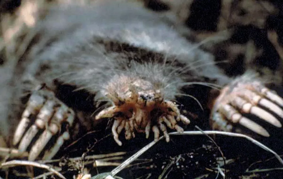 Star-nosed mole - COURTESY OF US NATIONAL PARKS SERVICE