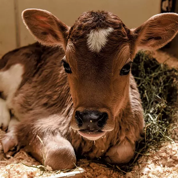 Baby calf - COURTESY OF BILLINGS FARM & MUSEUM