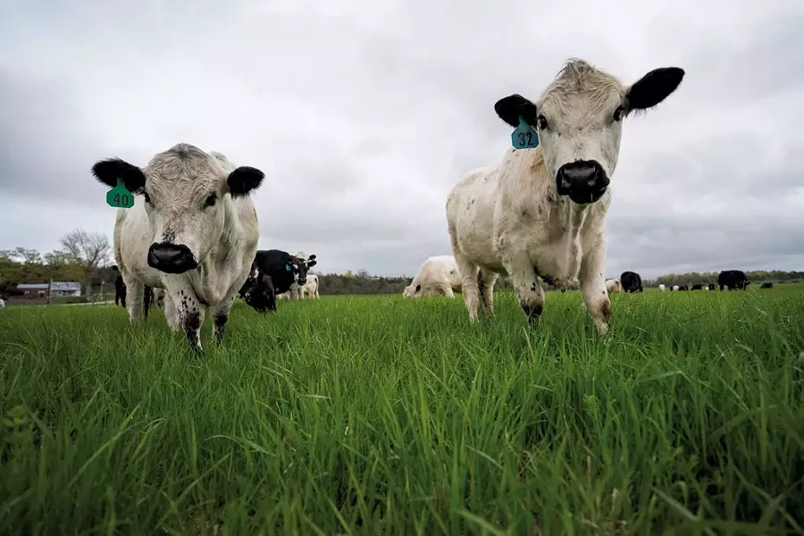 Cattle at Health Hero Farm - DARIA BISHOP