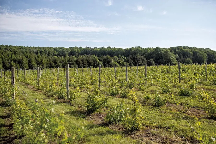 Snow Farm Vineyard - OLIVER PARINI